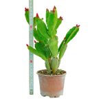 Kırmızı Paskalya Çiçeği - Hatiora Gaertneri - Görsel 2