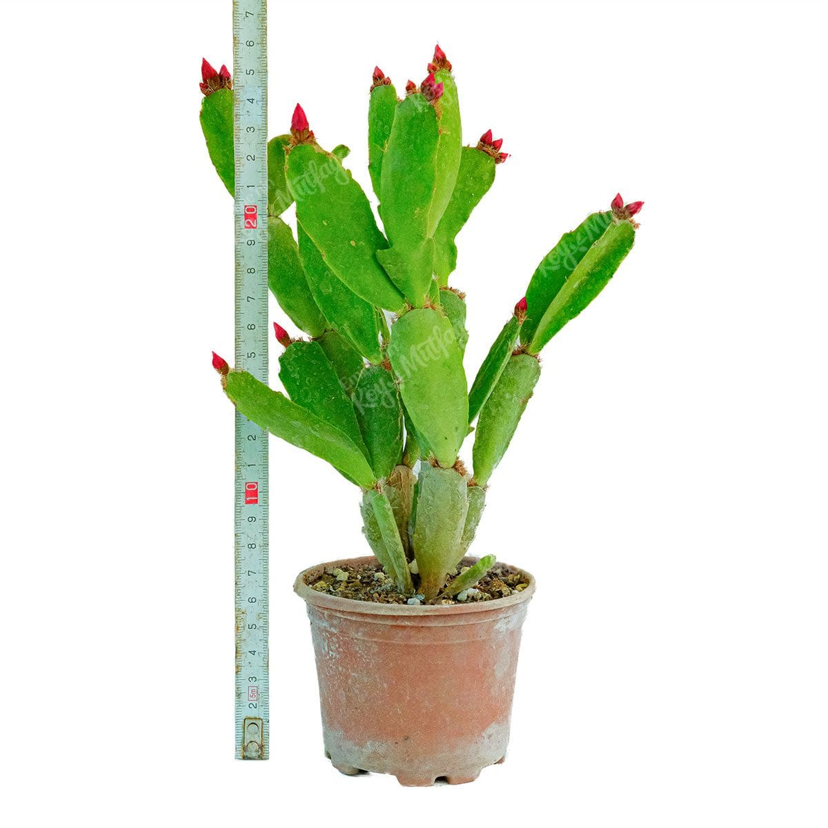 Kırmızı Paskalya Çiçeği - Hatiora Gaertneri - Görsel 2