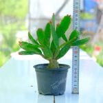 Kırmızı Paskalya Çiçeği - Hatiora Gaertneri - Görsel 5