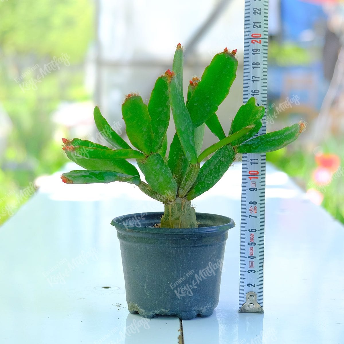 Kırmızı Paskalya Çiçeği - Hatiora Gaertneri - Görsel 5