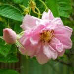 (Isparta) Pembe Gül Reçeli 450g - Kokulu Isparta Gülü Reçeli - Görsel 2