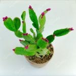 Mor - Fuşya Yılbaşı Çiçeği - Paskalya Çiçeği - Hatiora Gaertneri - Görsel 7