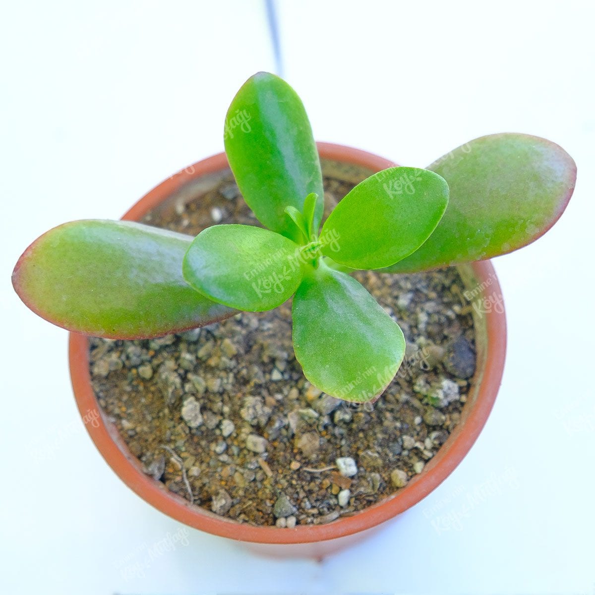 Para Ağacı - Crassula Ovata Sukulent - Görsel 1