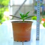 Para Ağacı - Crassula Ovata Sukulent - Görsel 2