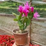 Mor - Fuşya Yılbaşı Çiçeği - Paskalya Çiçeği - Hatiora Gaertneri - Görsel 2