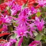 Mor - Fuşya Yılbaşı Çiçeği - Paskalya Çiçeği - Hatiora Gaertneri - Görsel 3