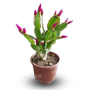 Mor - Fuşya Yılbaşı Çiçeği - Paskalya Çiçeği - Hatiora Gaertneri