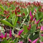 Kırmızı Paskalya Çiçeği - Hatiora Gaertneri - Görsel 4