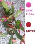 Kırmızı Paskalya Çiçeği - Hatiora Gaertneri - Görsel 7