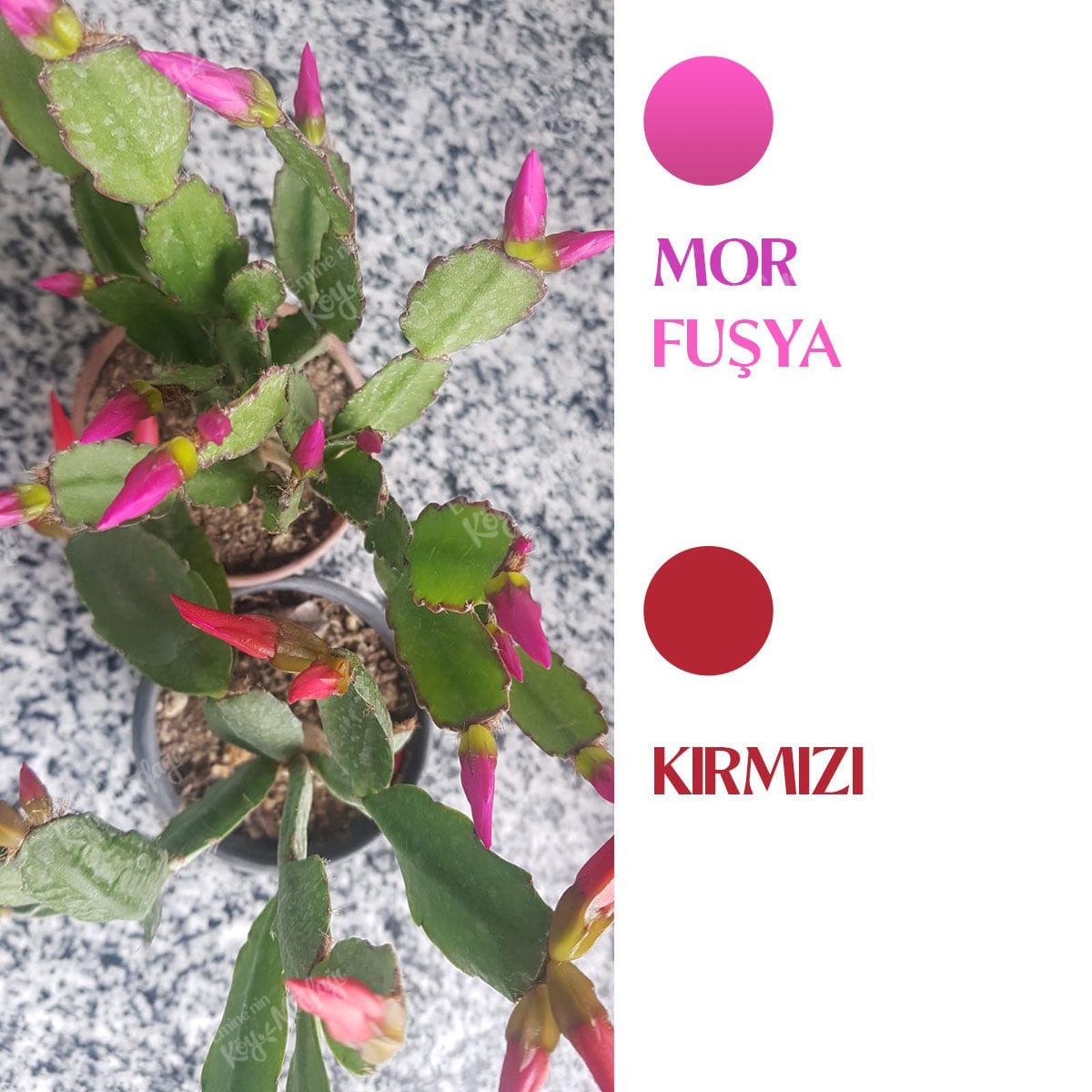 Kırmızı Paskalya Çiçeği - Hatiora Gaertneri - Görsel 7