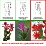 Kırmızı Paskalya Çiçeği - Hatiora Gaertneri - Görsel 6