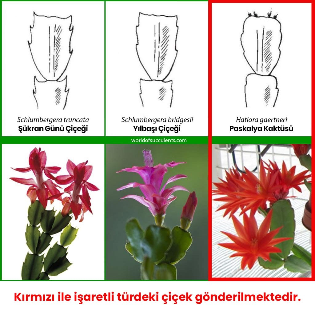 Kırmızı Paskalya Çiçeği - Hatiora Gaertneri - Görsel 6
